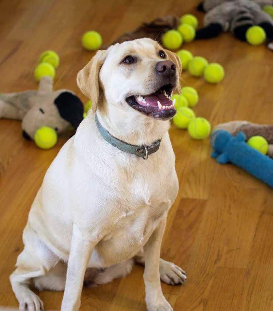 Millie the lab mix sitting in the middle of tennis balls waiting to play