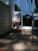 pet door guys in the glass pet door