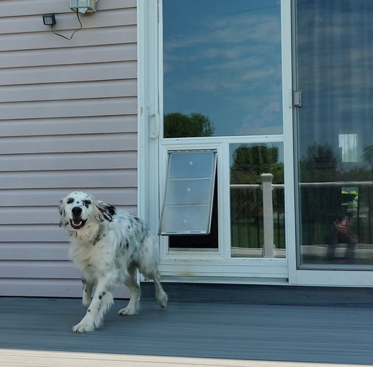 pet door guys in the glass