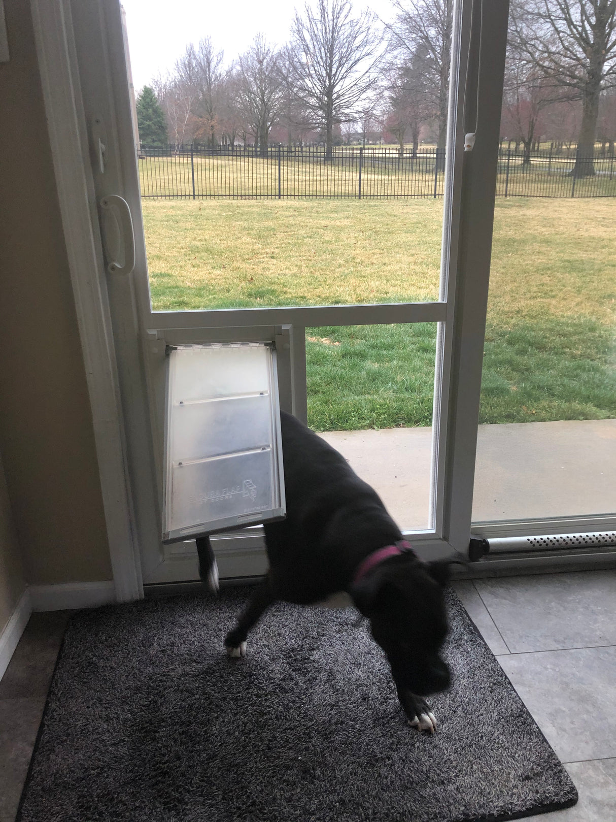 dog using pet door guys in the glass dog door