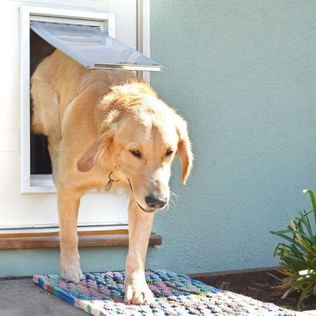 dog walking through door mount endura flap