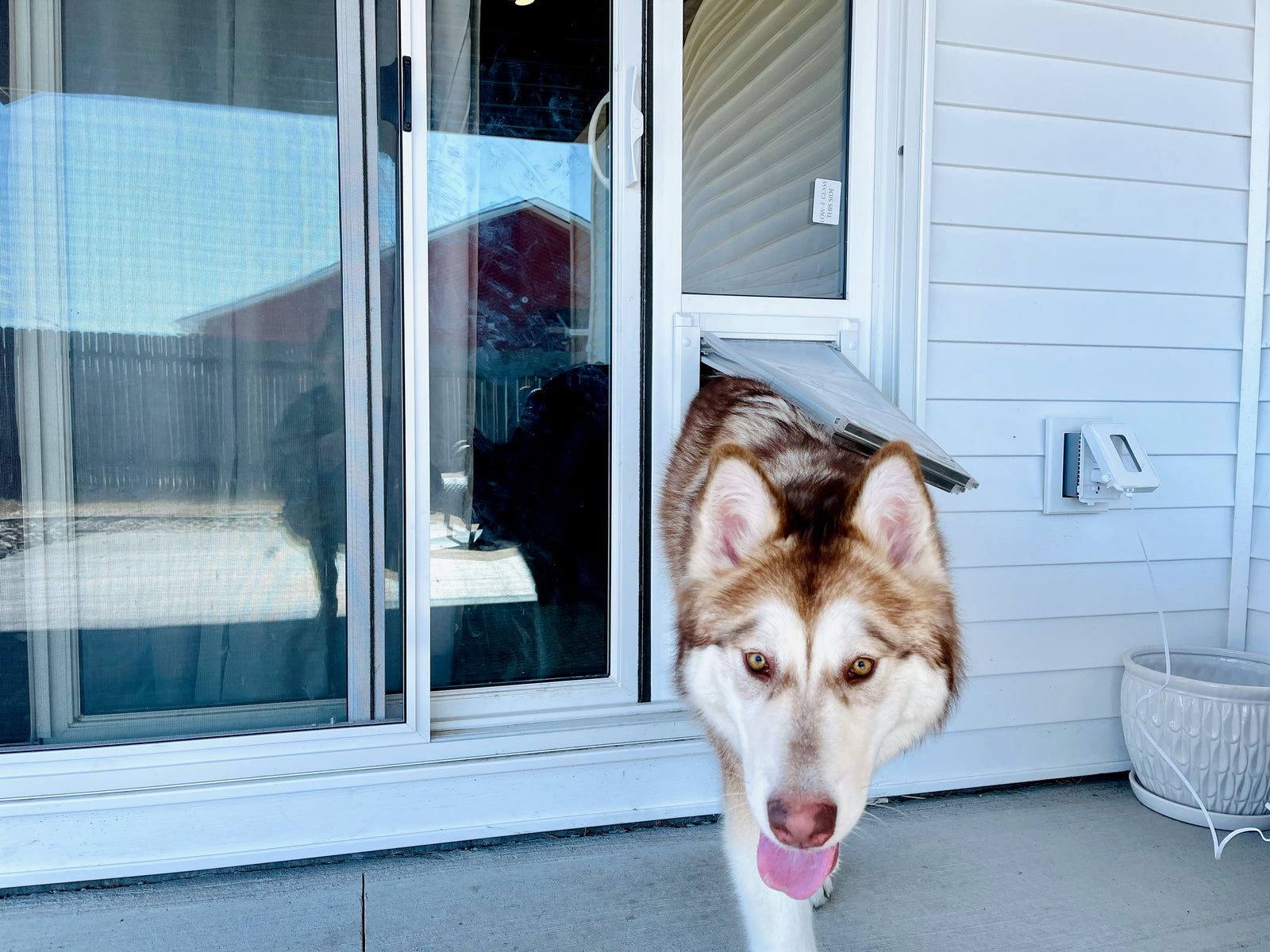 dog using the endura flap pet door for sliding glass doors