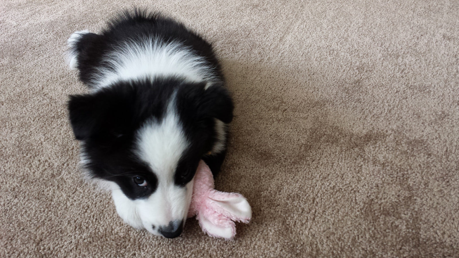 border collie puppy cuddling toy
