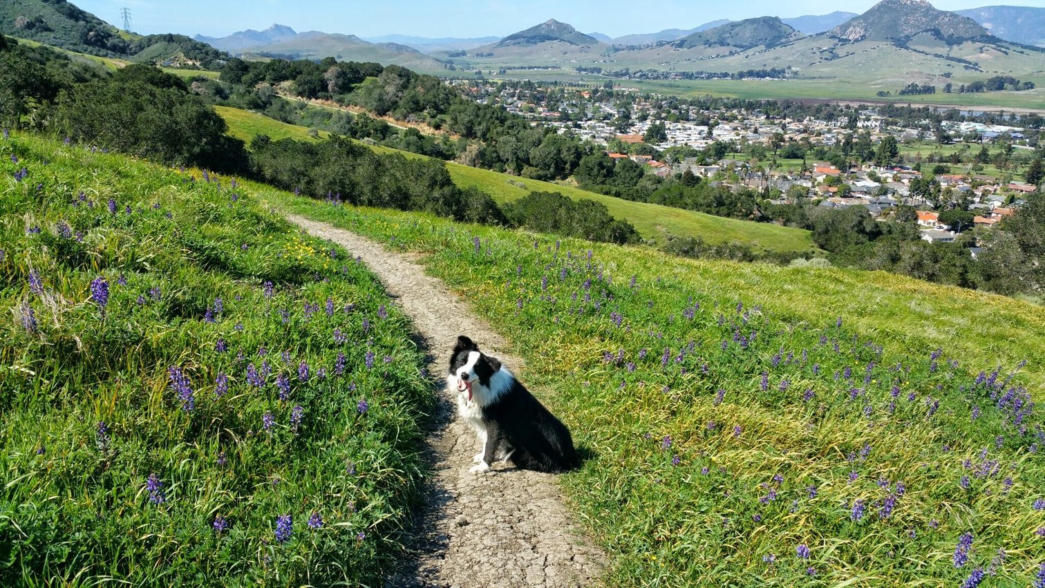 border collie sitting in grass field