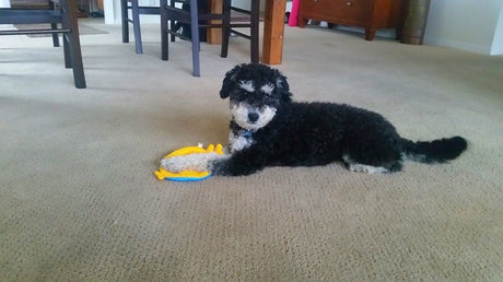 What Dog Toys Are Recommended For Dogs With Behavioral Issues
