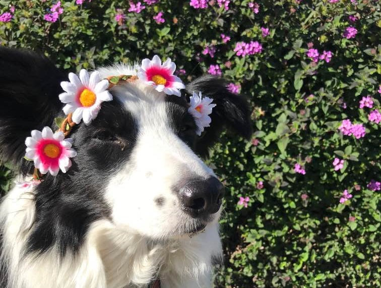 dog wearing flower crown