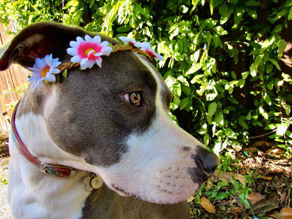 dog wearing a pink flower crown