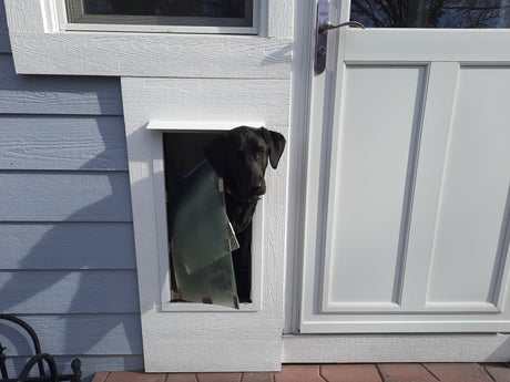 Dog poking head out of pet door in wall