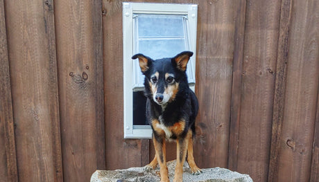 dog standing in endura flap pet door for walls