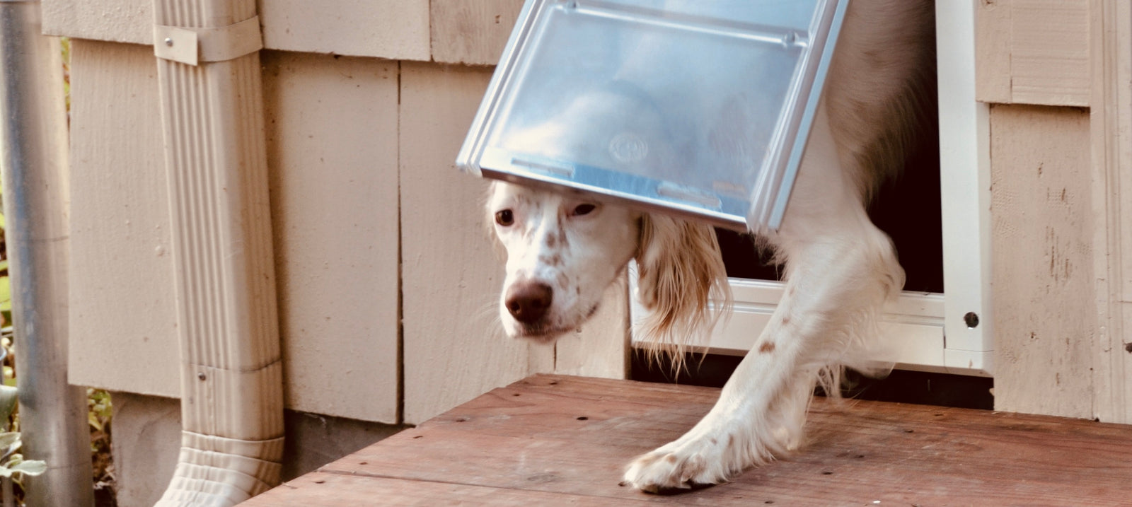 dog using endura flap pet door