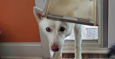 white dog peering through pet door