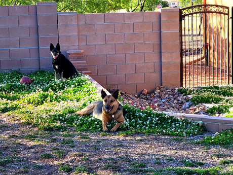 two dogs sitting on a grassy field
