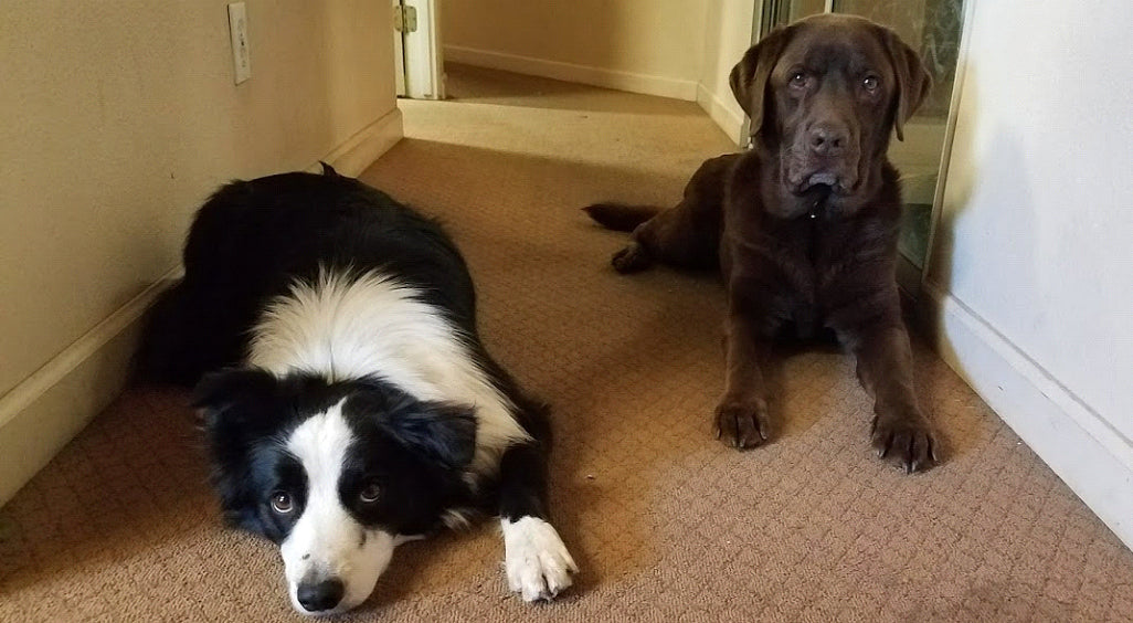 https://enduraflap.com/cdn/shop/articles/Border-collie-and-chocolate-lab-laying-together-with-their-paws-spread-forward_1026x.jpg?v=1582406136