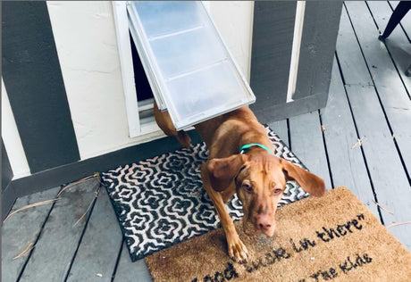 how to fix dog damage to door