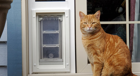 cat in front of endura flap thermo panel