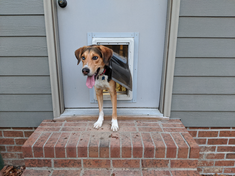 Beagle using a doggy door installed into a backyard patio door 