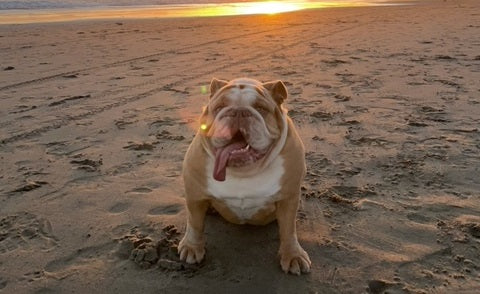 Bulldog sitting on a beach at sunset