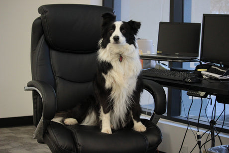 Border Collie sitting on chair - prevent separation anxiety in dogs