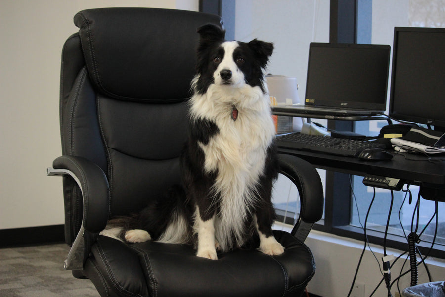 How to Celebrate National Take Your Dog To Work Day