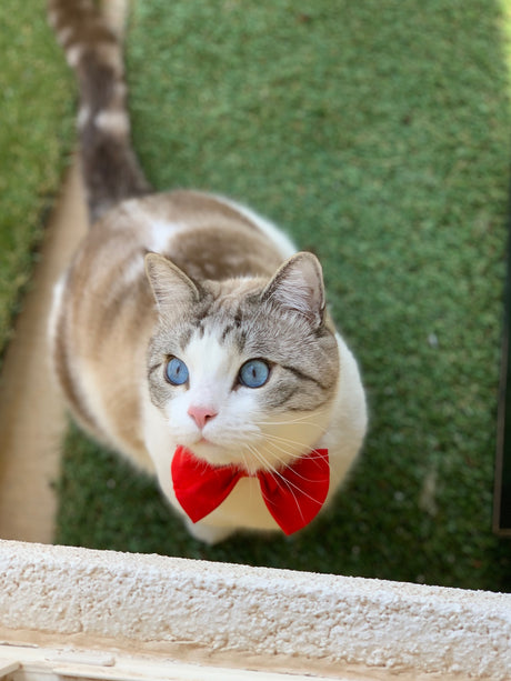 cat sitting on grass