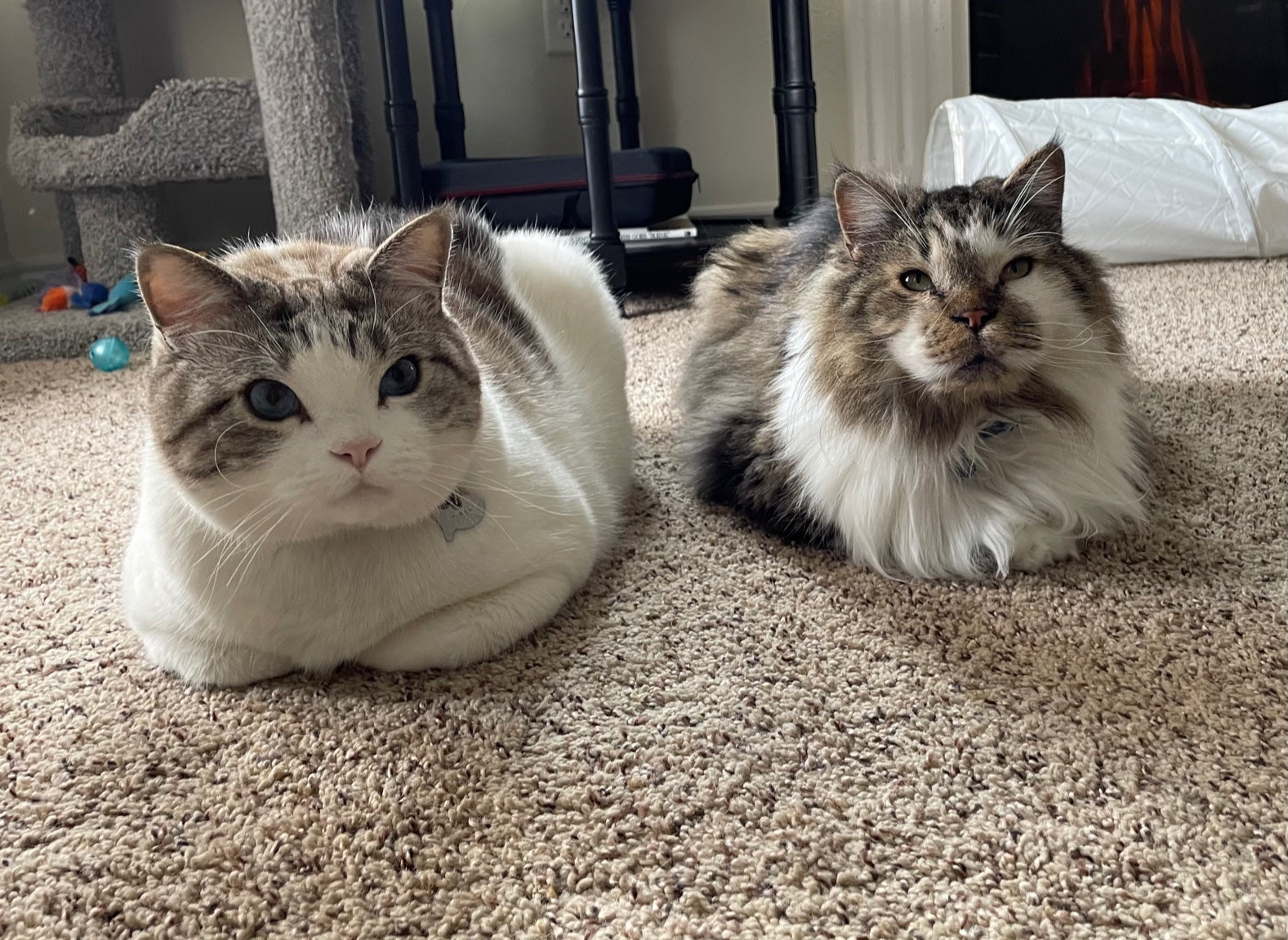 two cats sitting on the floor