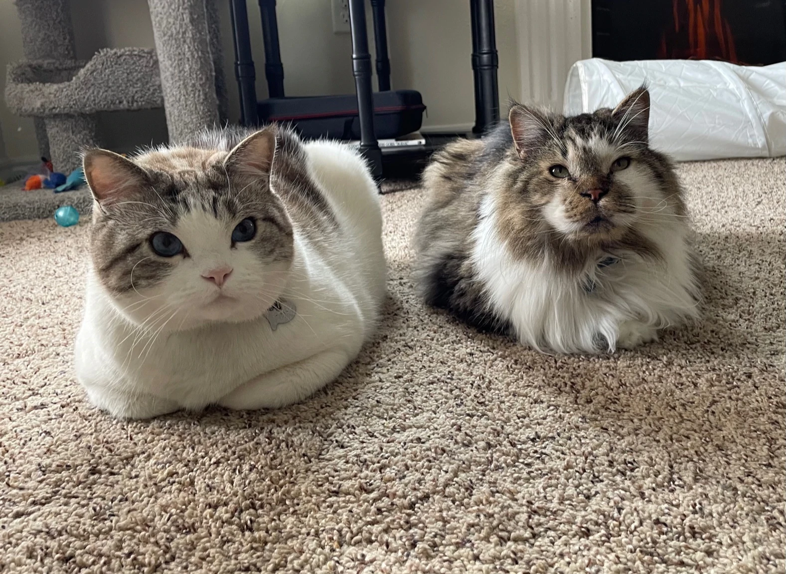 two cats sitting next to each other