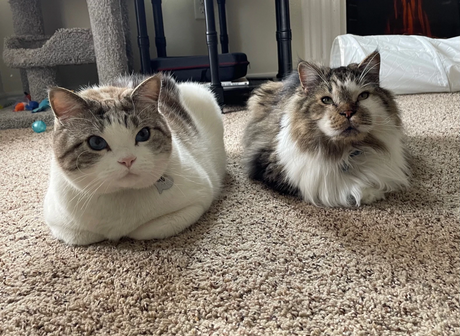 two cats sitting next to each other