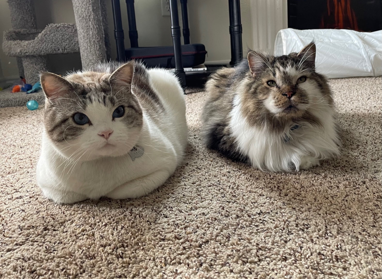 Indoor Cats vs. Outdoor Cats