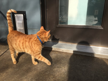 learn how to keep cats away from your house 