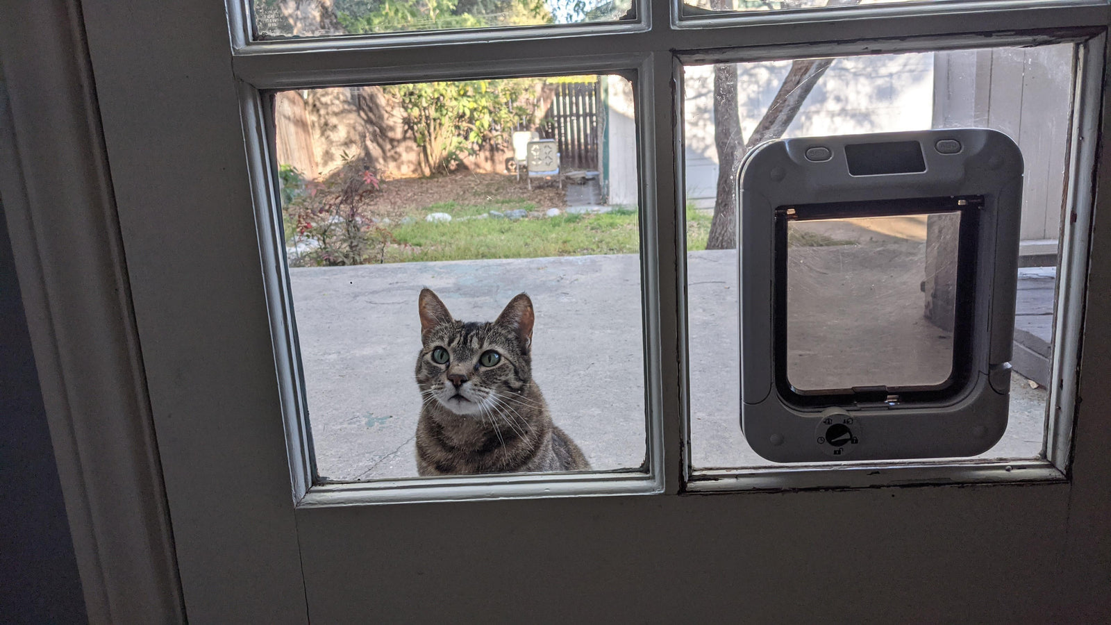 cat sitting before pet door