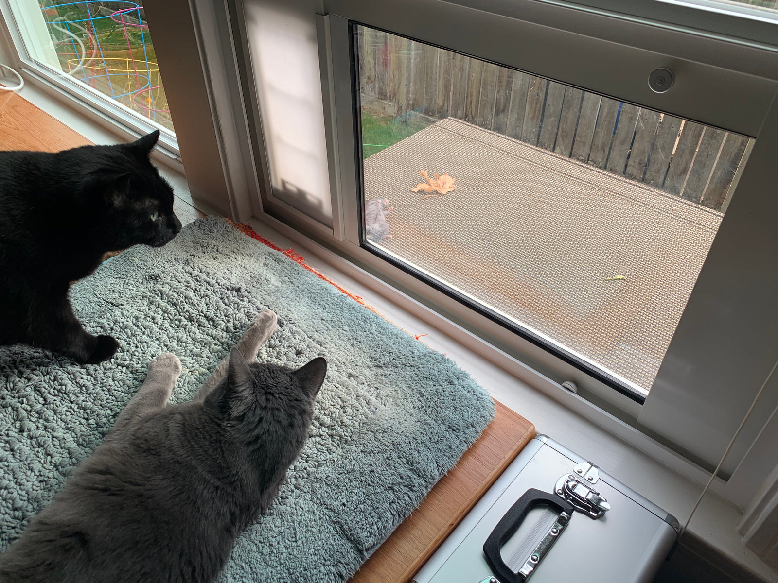 two cats by window- cat behavior explained