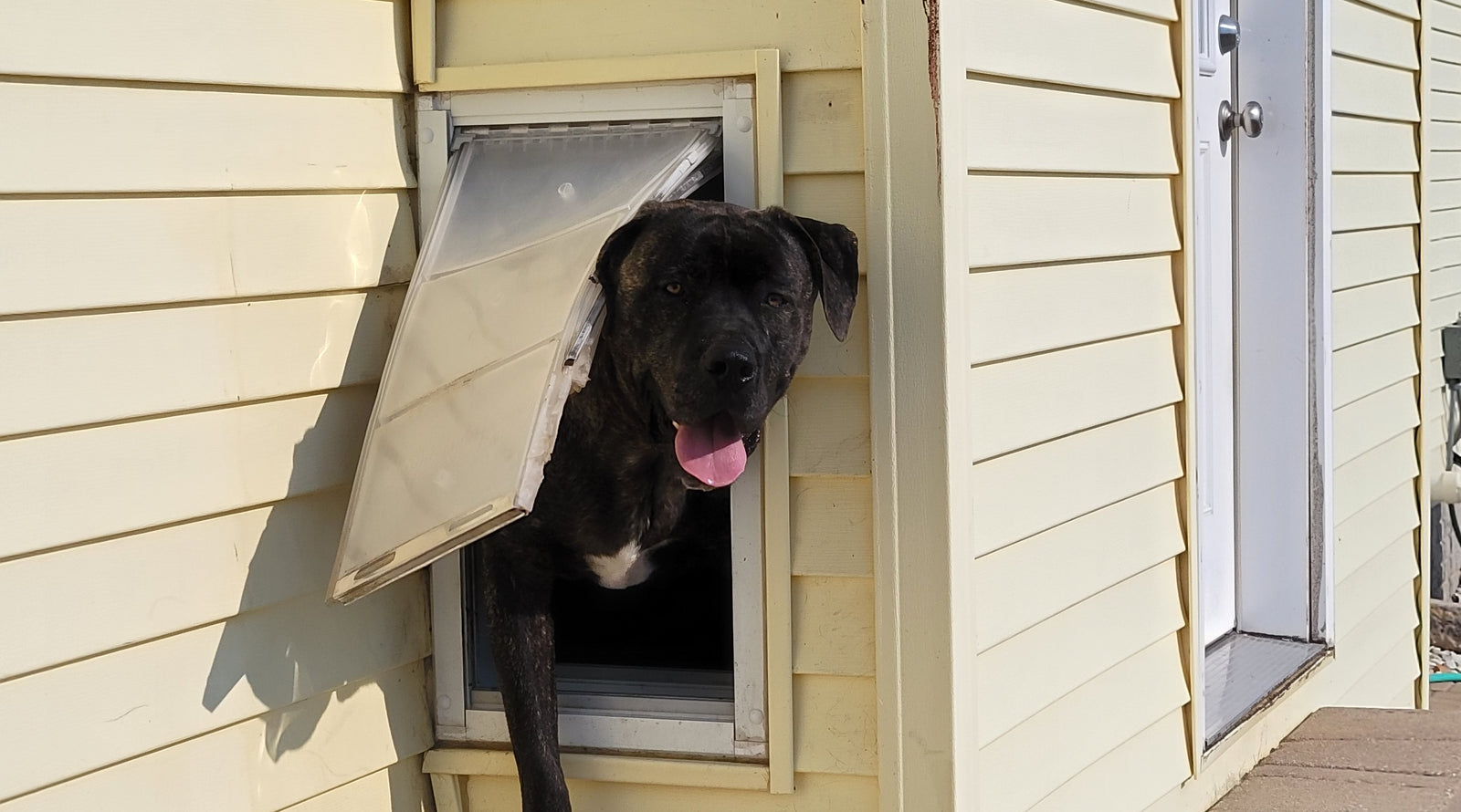dog going through endura flap pet door
