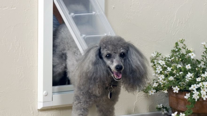 Poodle using the Endura Flap Single Flap Wall Mount by a pot of white flowers