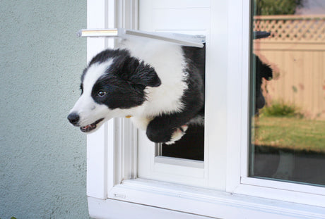A border collie using the Endura Flap pet door for sliding glass doors
