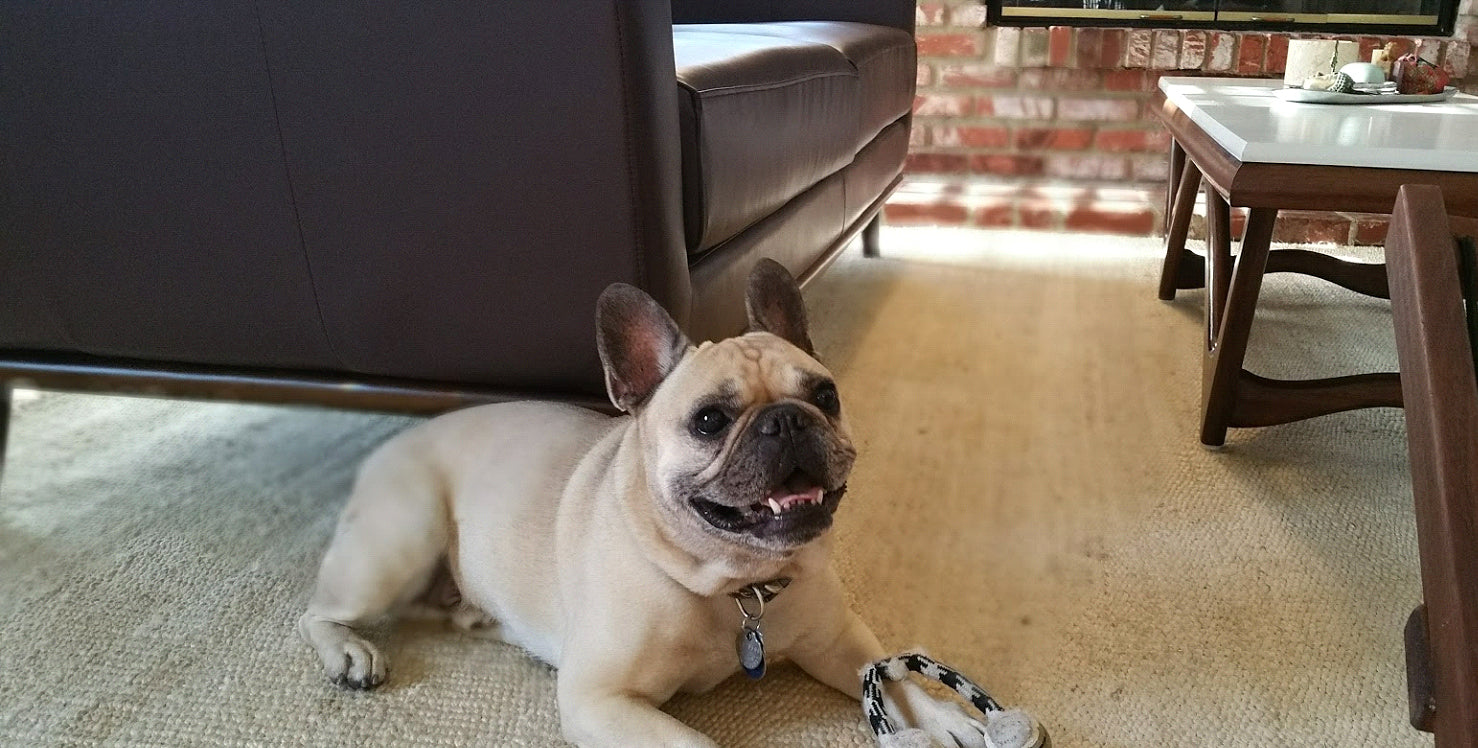 pug sitting on ground