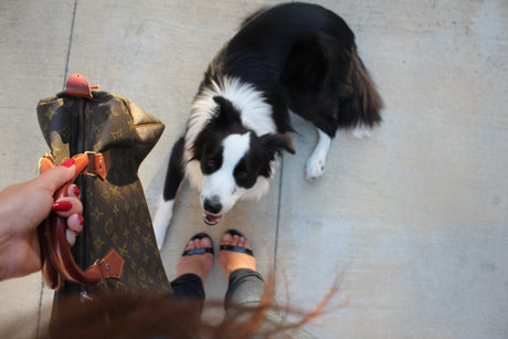 border collie at woman's feet as she holds purse