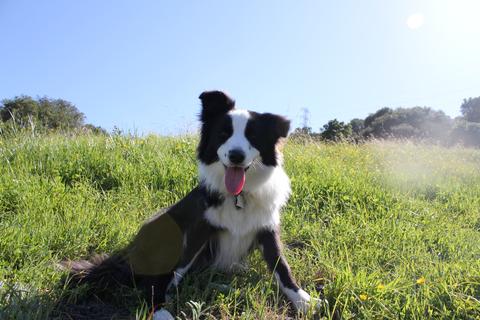 Dog outside in a grassy green field dog road trips