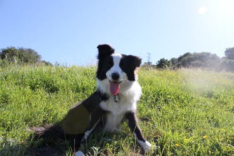 Dog outside in a grassy green field dog road trips