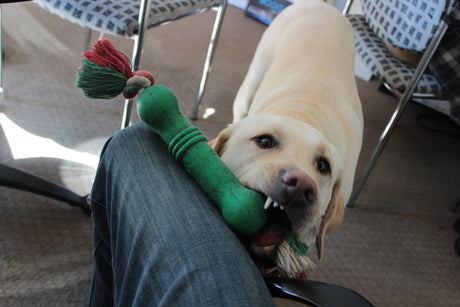 yellow lab with chew toy