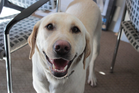 light haired dog smiling
