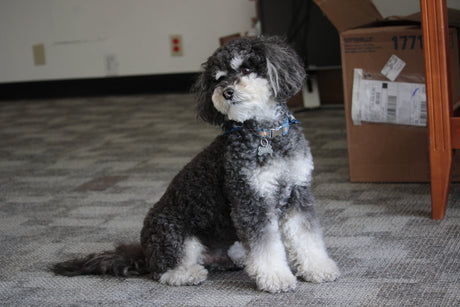 dog sitting on carpet - prevent dog scooting