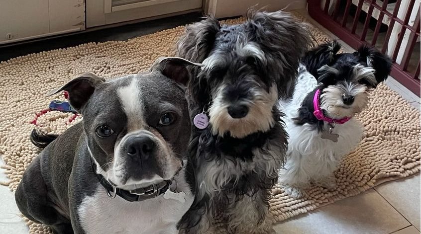 three dogs staring at the camera