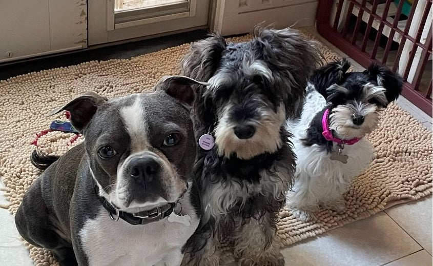 three dogs sitting in a row