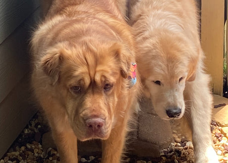 A Labrador and His Ducklings