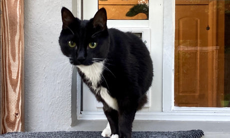 cat using cat door