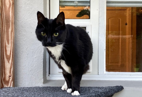 cat going through pet door