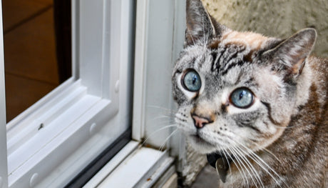 cat looking up at camera