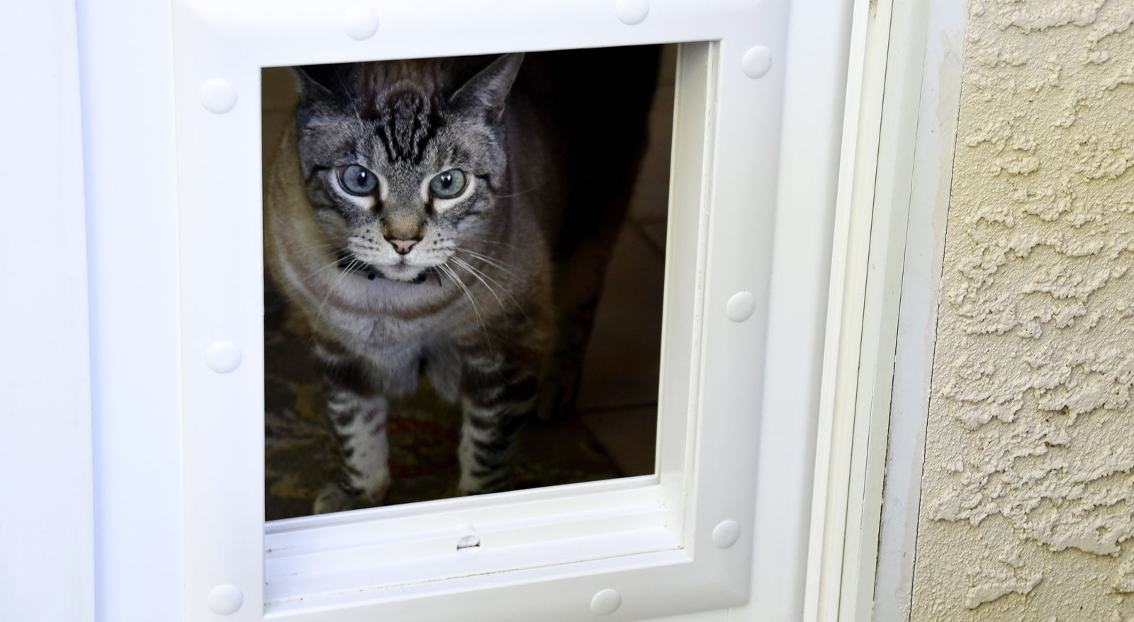 cat standing at pet door