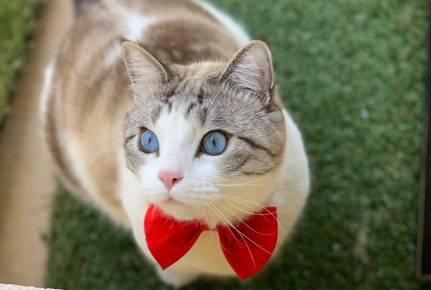 cat wearing a bow