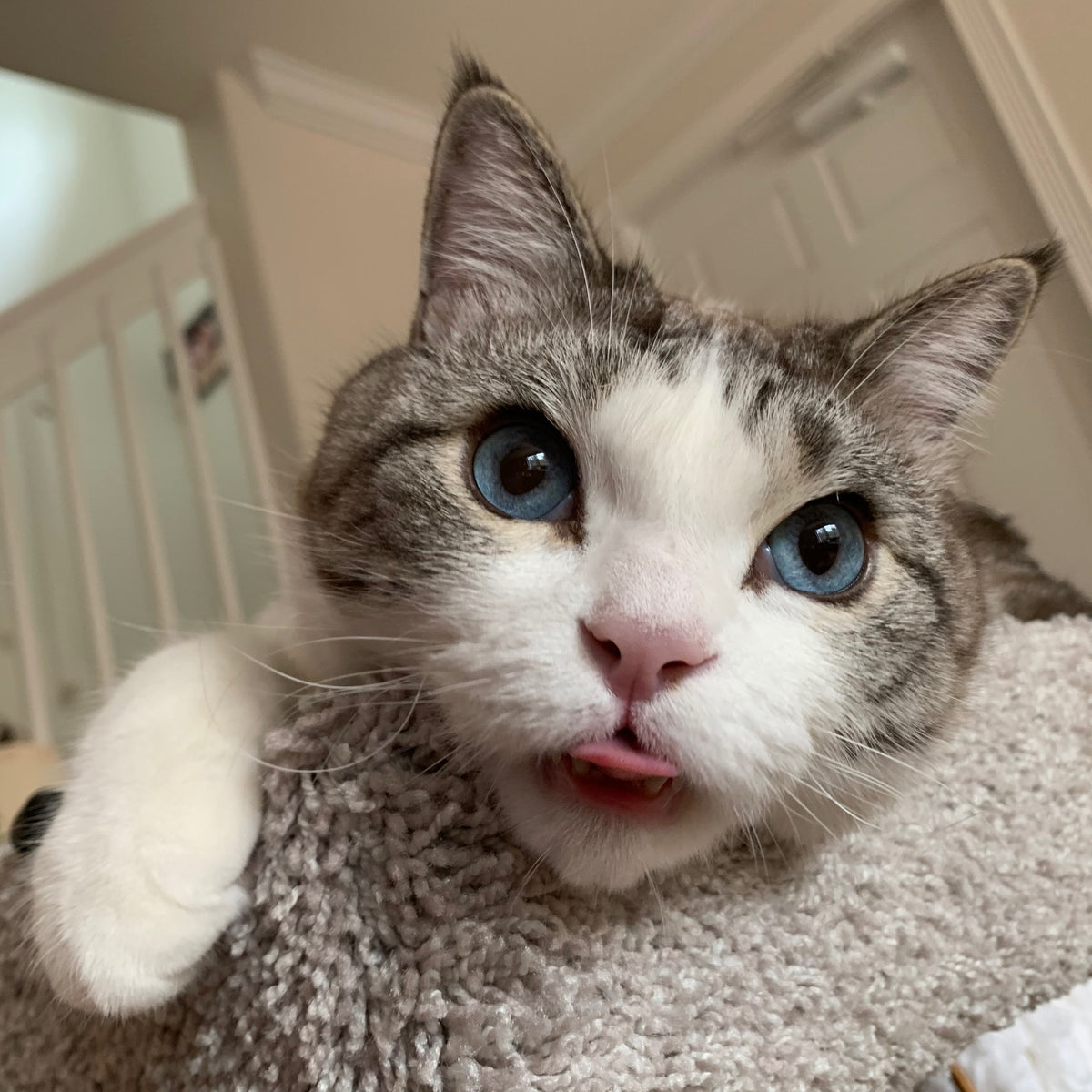 Top 10 Non-Shedding Cat Breeds that Shed Less Than Others – Endura Flap®